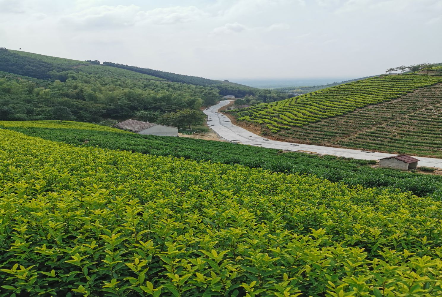 金鸡笼茶园3 (V 冲突版本 05-18 190505)