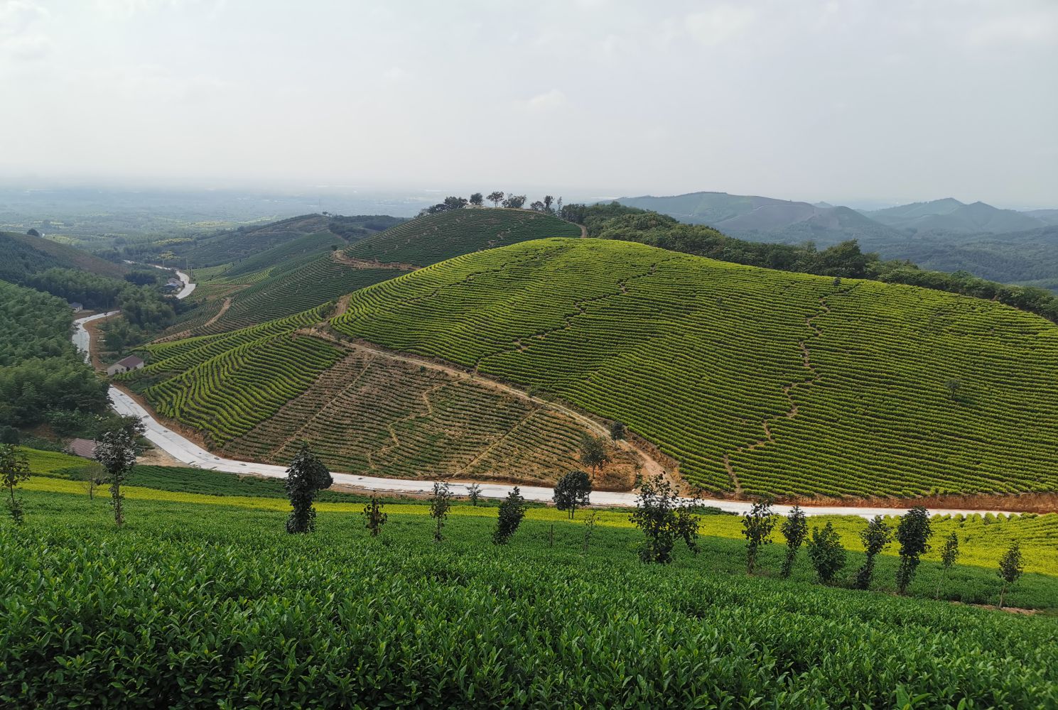 金鸡笼茶园1 (V 冲突版本 05-18 190559)