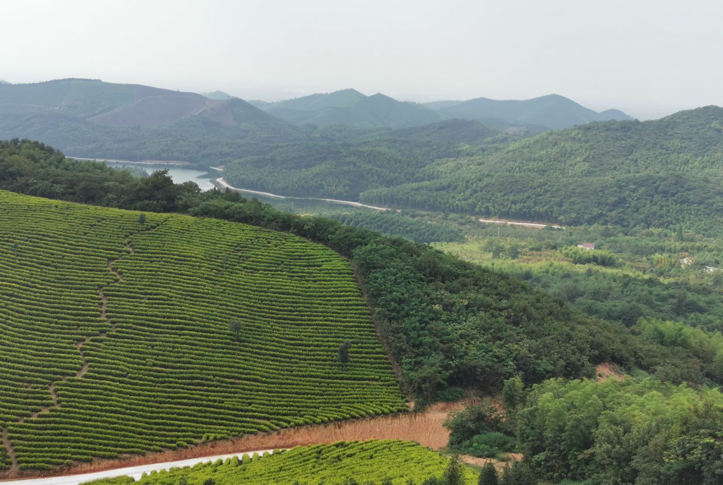 金鸡笼茶园2 (V 冲突版本 05-18 190501)