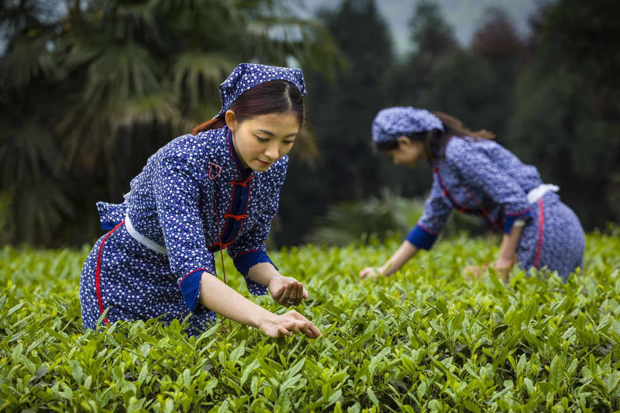 峨眉山竹叶青茶_中国樱桃网_一亩田农业网