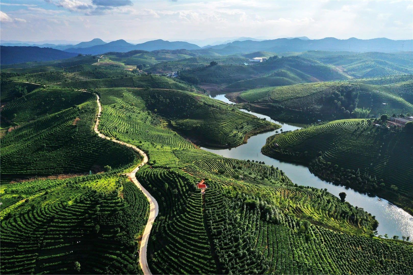 采茶季！福建茶山美如画_茶园_生态_武夷山市