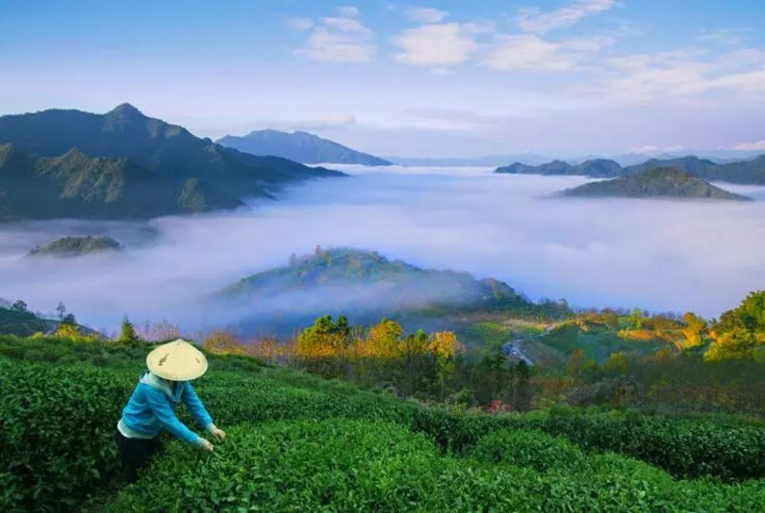 鸠坑茶园.webp (V 冲突版本 05-18 190529)
