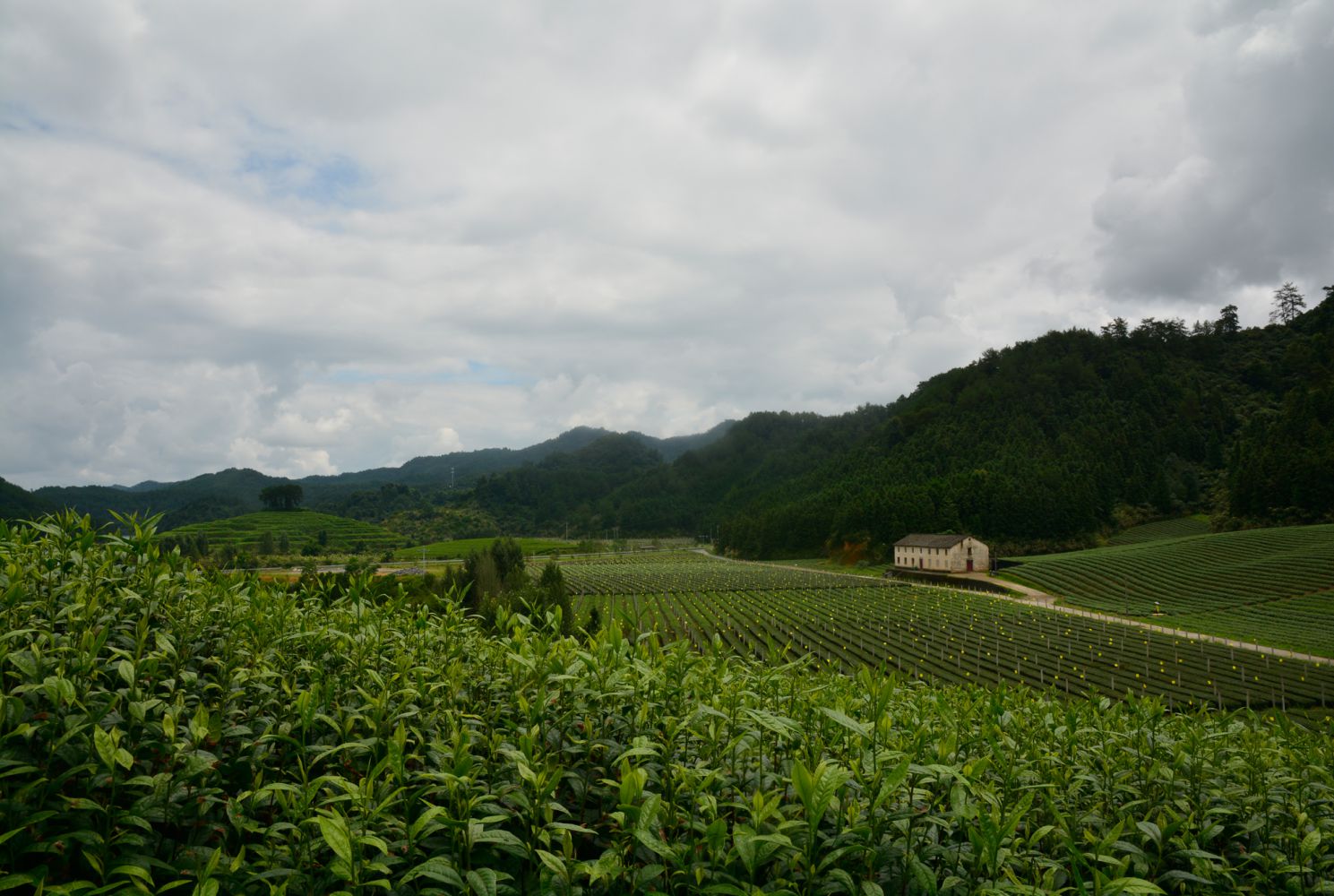 丸新柴本茶园