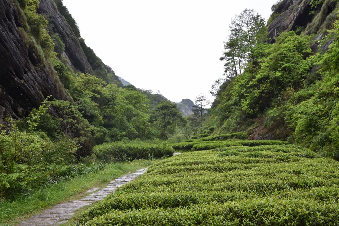 武夷岩茶正岩核心产区--慧苑坑--20200422