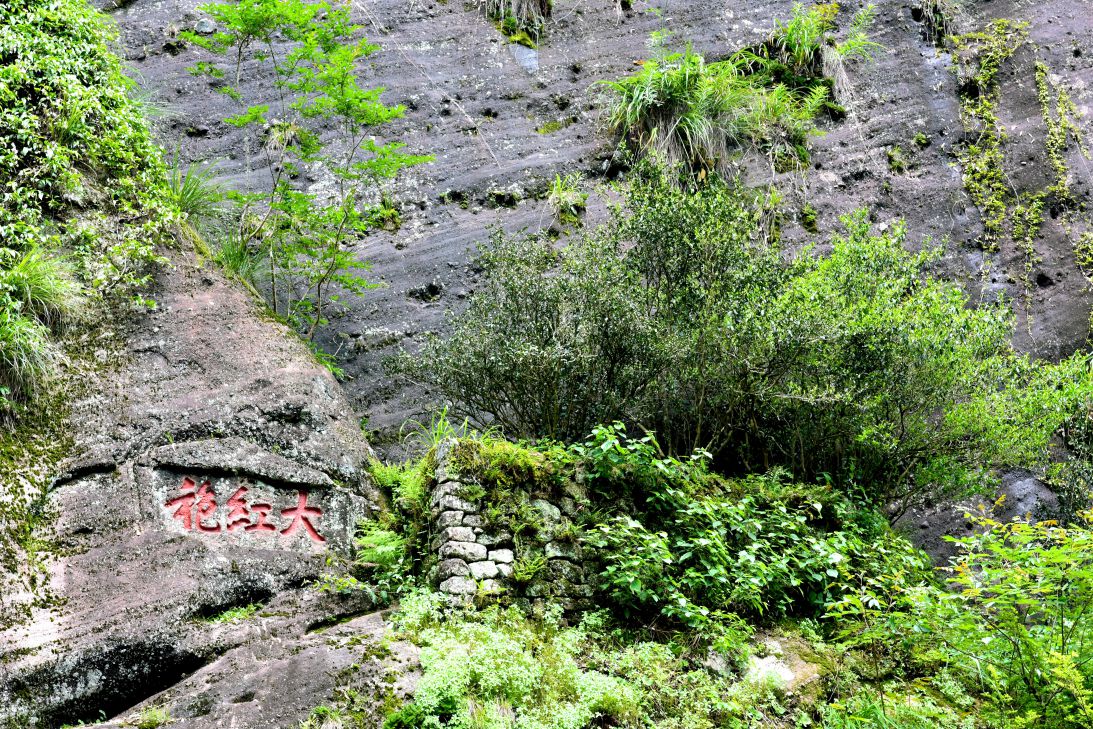 “岩骨花香”漫游道--大红袍--20160429