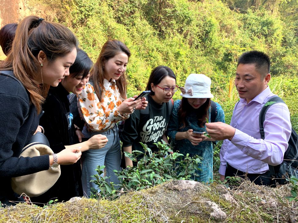 茶树品种鉴别--20191117