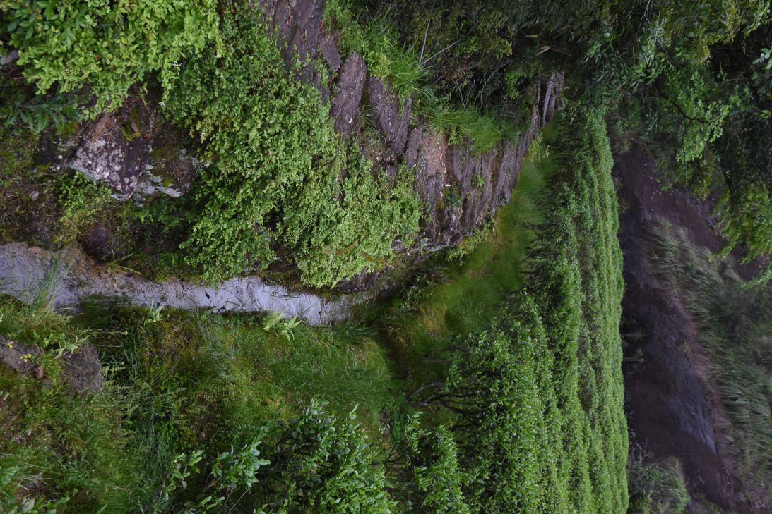 武夷岩茶正岩核心产区--悟源涧--20200421