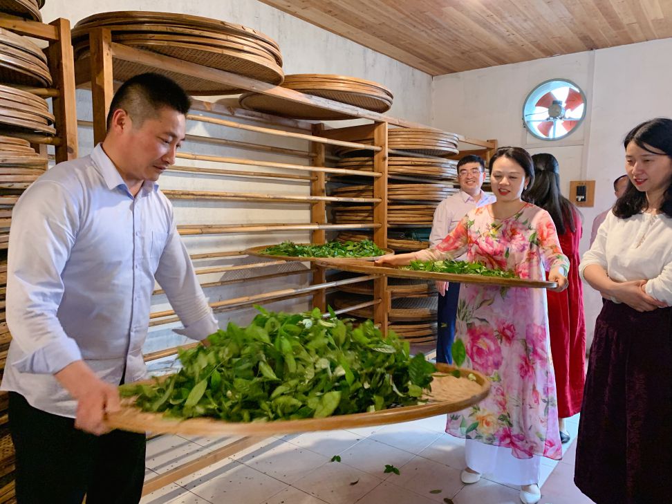 手工制茶体验--摇青--20190425