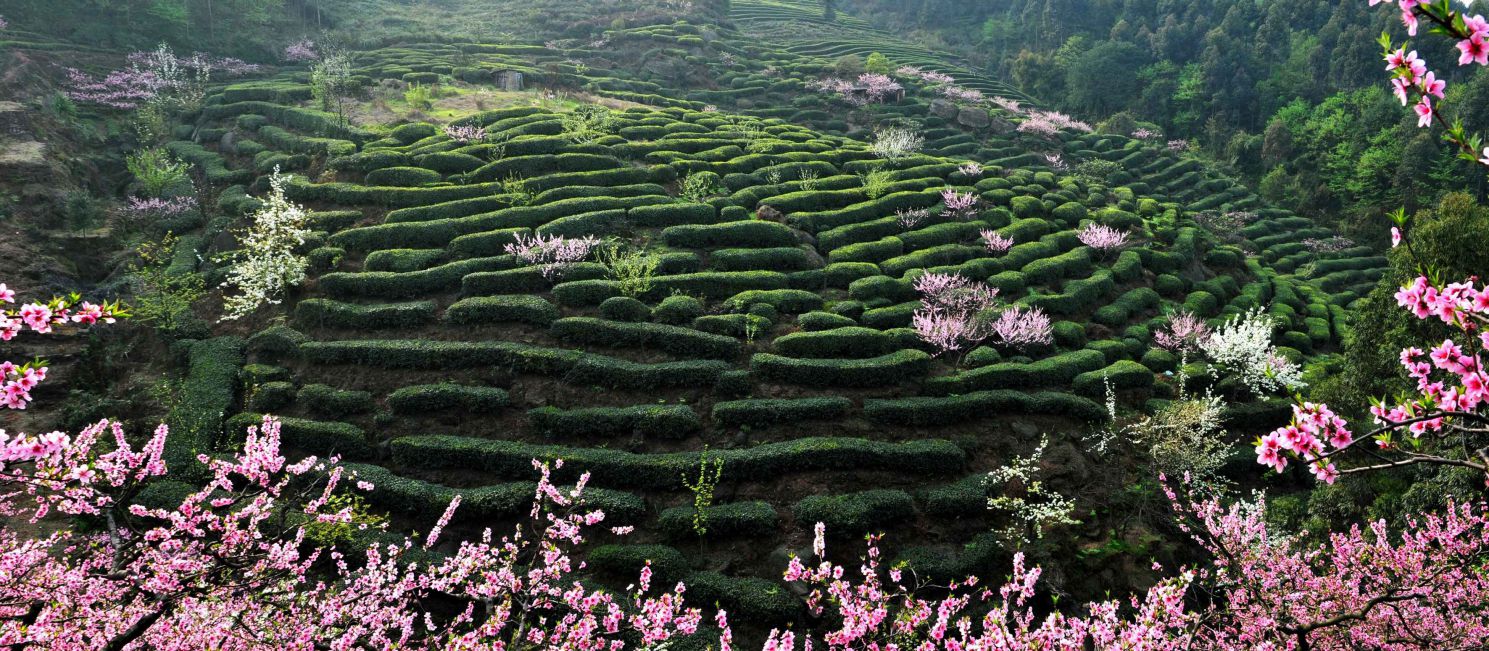 3月峨眉仙芽桃花茶园_compressed