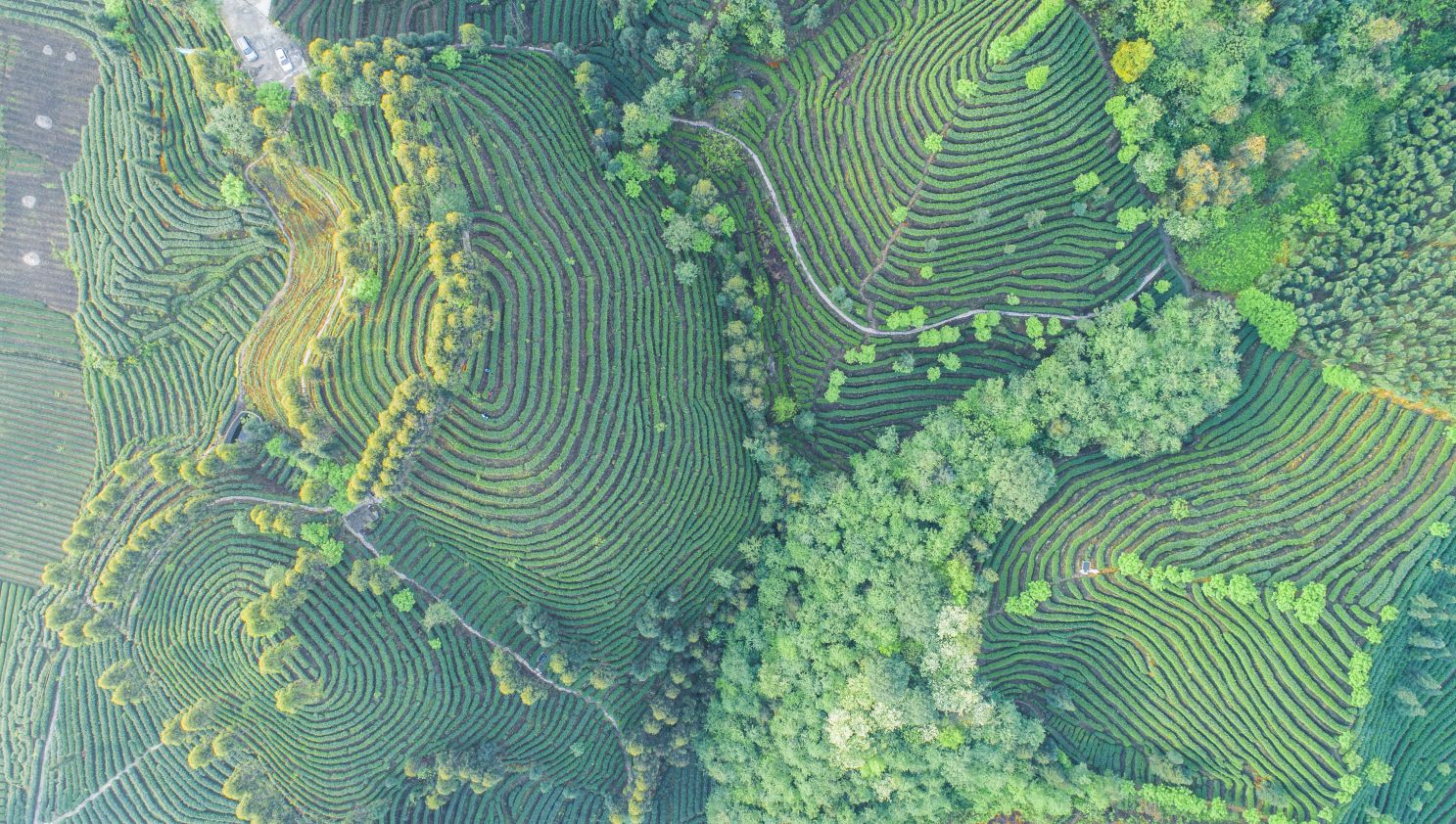 4月峨眉山指纹茶园_compressed