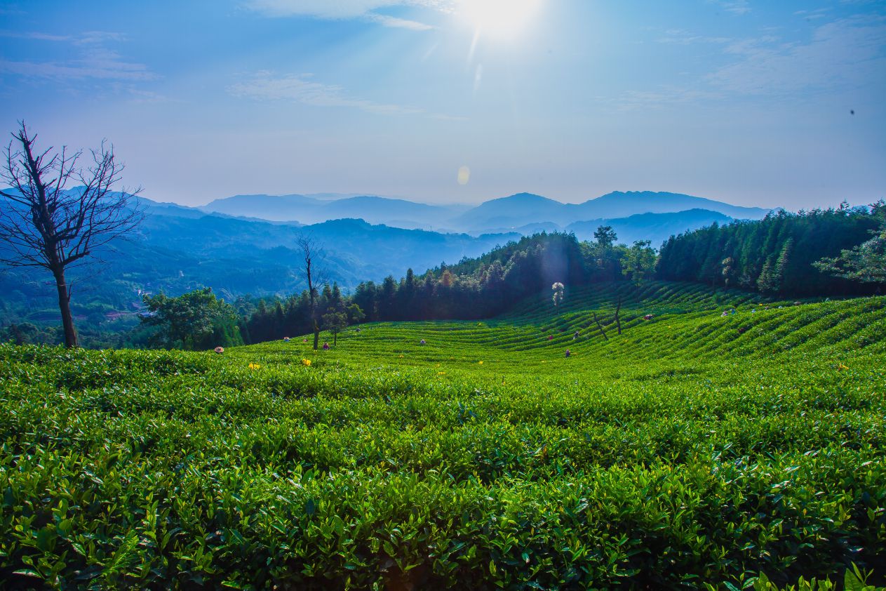 6月峨眉云放茶园_compressed