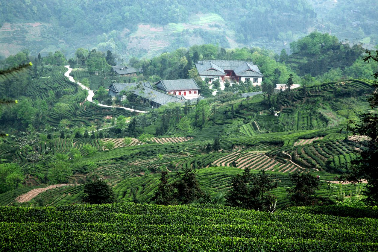 3月峨眉黑包山茶园_compressed