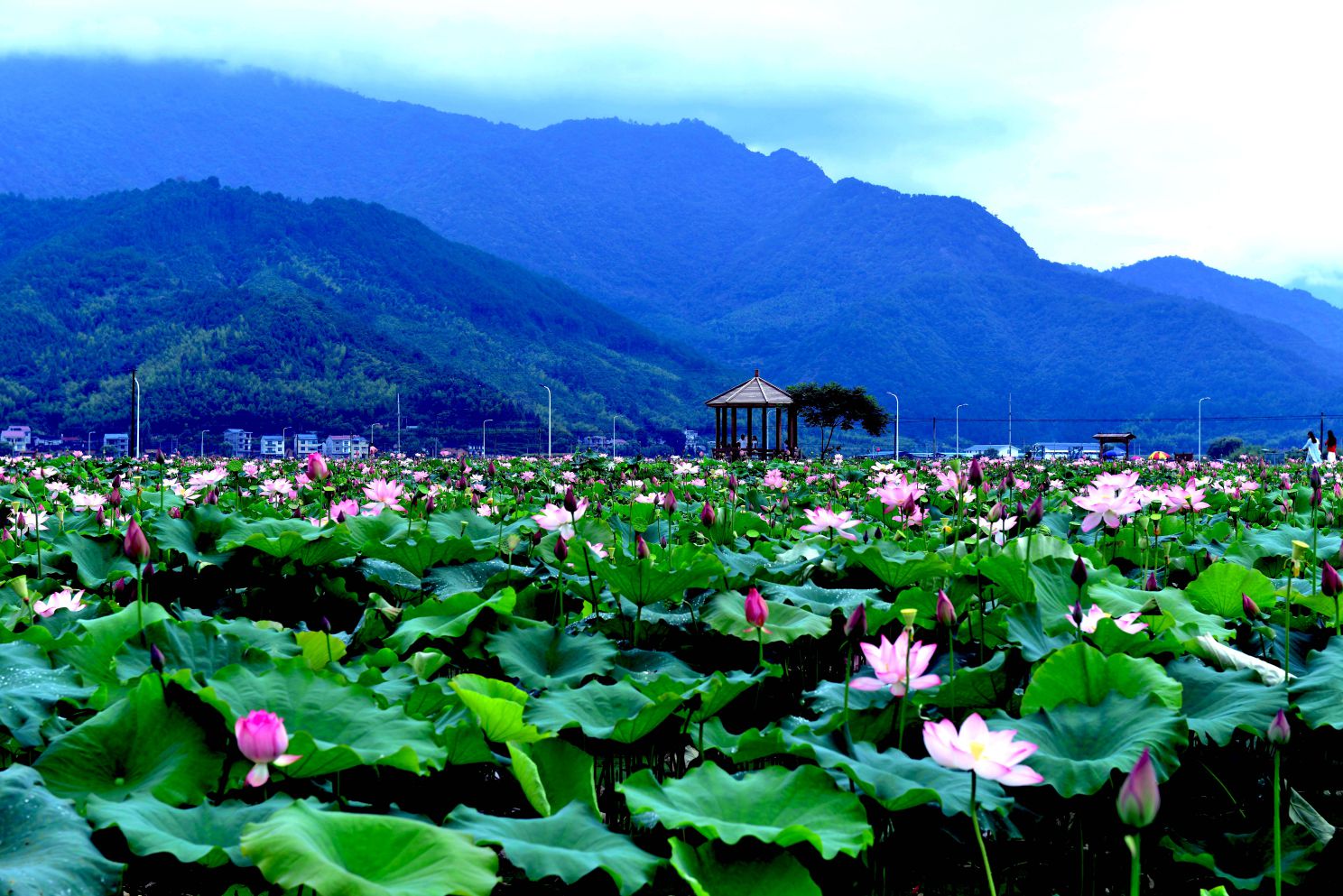 20191120万亩荷塘2