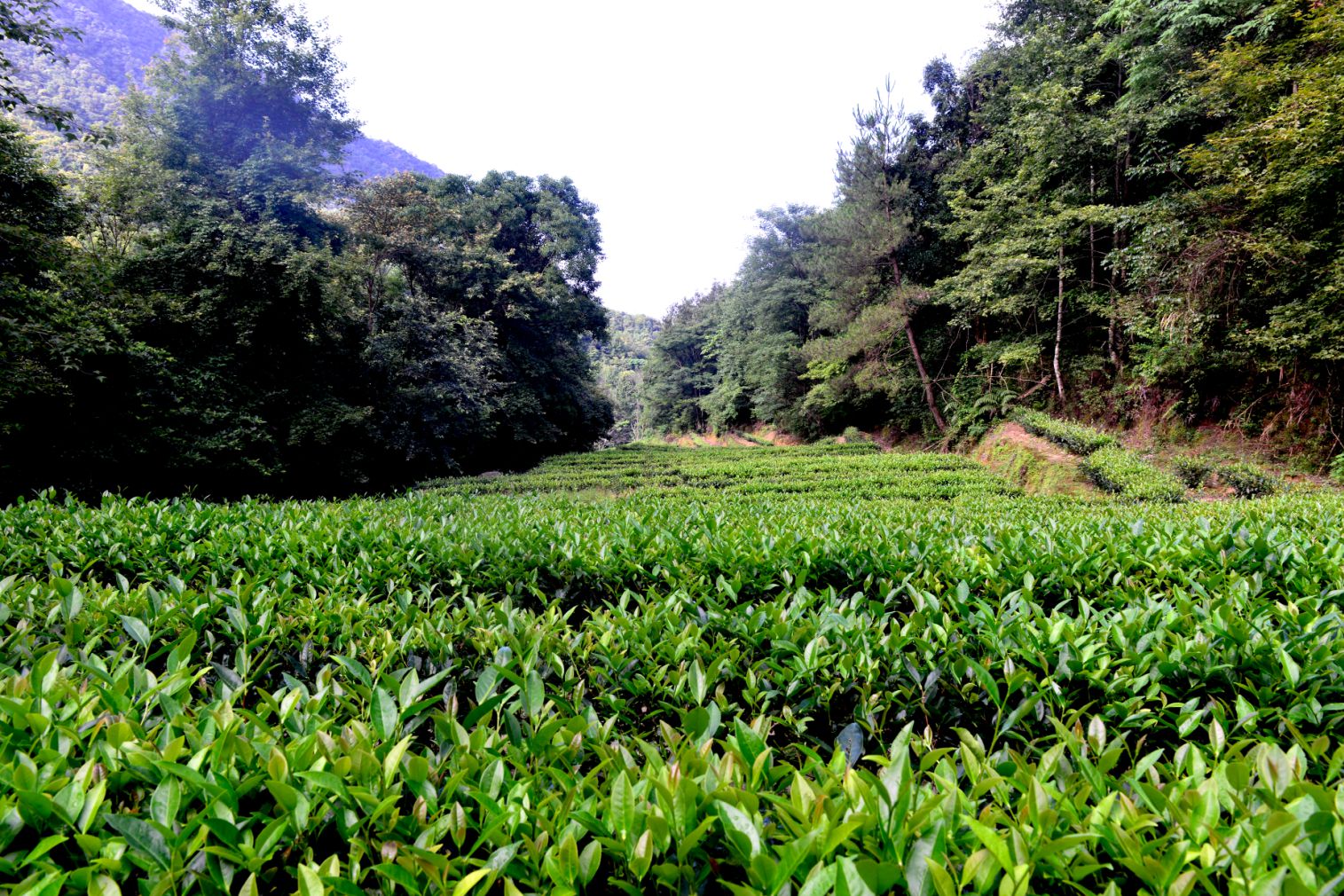 20191120翁墩村生态茶园