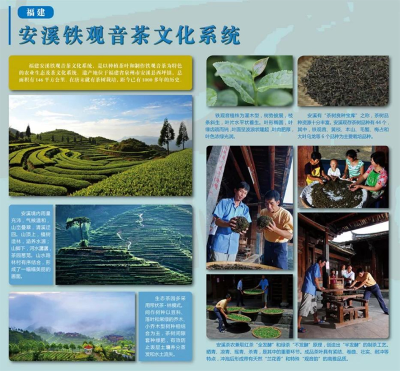 杭州美美科技怎么样茶和世界 共品共享_https://www.jmylbn.com_新闻资讯_第4张